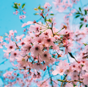pink cherry blossom against a blue sky
